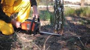 Best Palm Tree Trimming  in Pasadena Hills, FL