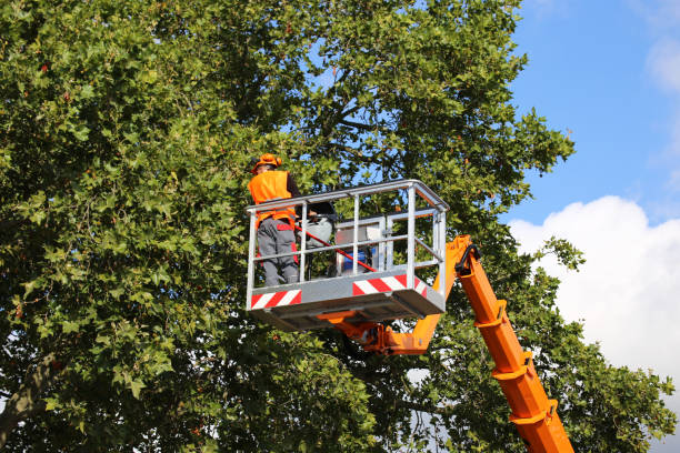 How Our Tree Care Process Works  in  Pasadena Hills, FL
