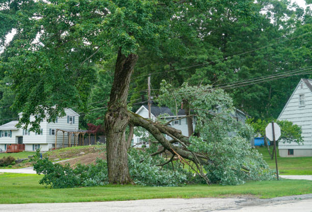 Best Tree Cabling and Bracing  in Pasadena Hills, FL