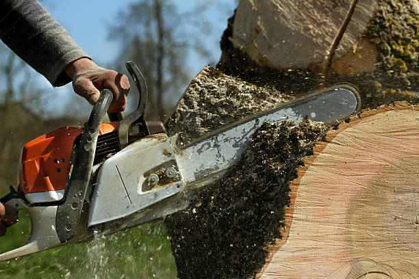 Mulching Services in Pasadena Hills, FL